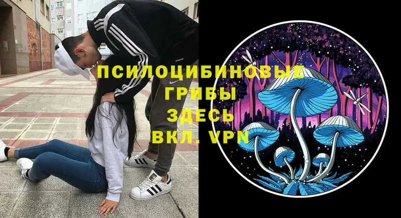 нарко площадка состав  Россошь  Галлюциногенные грибы Psilocybe 